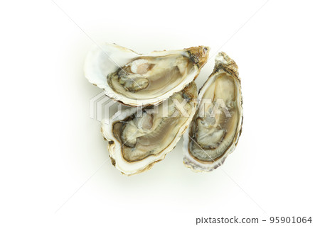 Concept of delicious seafood, oysters isolated on white background Concept of delicious seafood, oysters isolated on white background 95901064