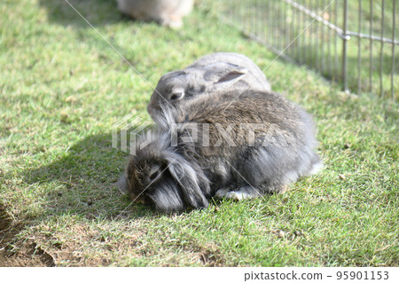 一隻兔子 一隻兔子 95901153