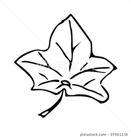 Hand draw plant Maple Leaf Outline Vector illustration Hand draw plant Maple Leaf Outline Vector illustration 95901236