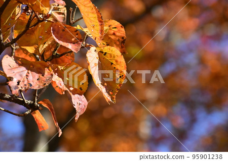 November 2022 Mount Hiei November 2022 Mount Hiei 95901238