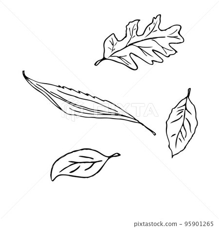 Hand draw plant Set of leaves of different shapes Set Outline Vector illustration on white background 95901265