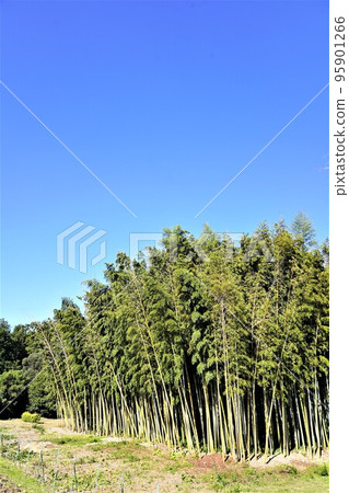 Saitama Kamoba at the Imperial Household Agency in Koshigaya 95901266