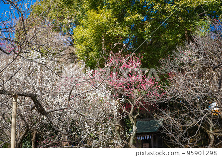 梅花盛開的八寶天滿宮梅林（東京都國立市） 95901298