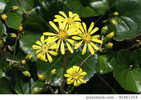 Ishigane的花 95901354