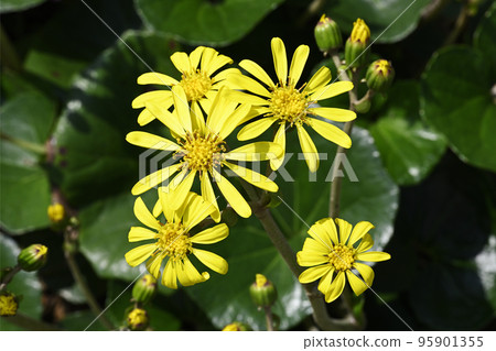 Ishigane's flower 95901355