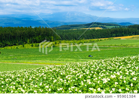 White flowers in the potato field, Hokkaido-like scenery 95901384