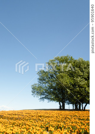 Landscape with blue sky, marigolds and big tree Landscape with blue sky, marigolds and big tree 95901640
