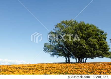 Landscape with blue sky, marigolds and big tree 95901643