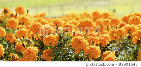A hill full of orange marigolds A hill full of orange marigolds 95901645