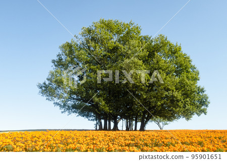 Landscape with blue sky, marigolds and big tree Landscape with blue sky, marigolds and big tree 95901651