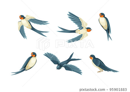 Swallow or Martin Passerine Bird with Long Tail and Pointed Wings Vector Set Swallow or Martin Passerine Bird with Long Tail and Pointed Wings Vector Set 95901883