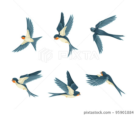 Swallow or Martin Passerine Bird with Long Tail and Pointed Wings Vector Set 95901884