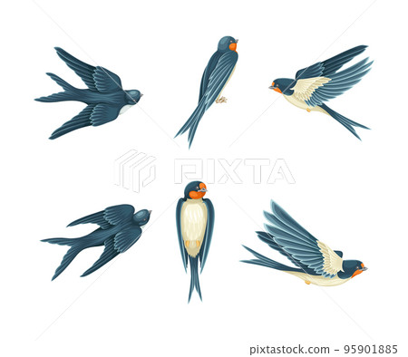 Swallow or Martin Passerine Bird with Long Tail and Pointed Wings Vector Set 95901885