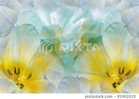 Tulips flowers  turquoise-blue.  Floral background.  Close-up. Nature. 95902028