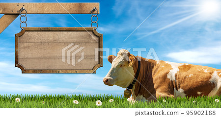Empty Wooden Sign and a Dairy Cow on a Green Pasture Empty Wooden Sign and a Dairy Cow on a Green Pasture 95902188