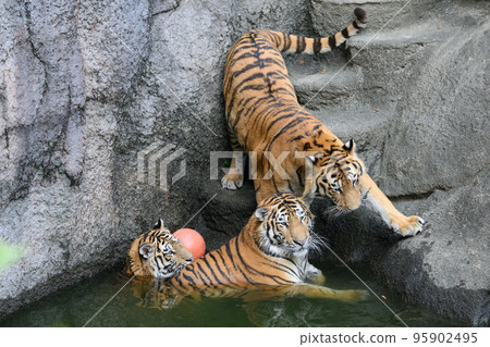Three brothers and sisters of the Amur tiger playing at the waterside 95902495