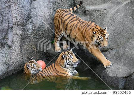 Three brothers and sisters of the Amur tiger playing at the waterside Three brothers and sisters of the Amur tiger playing at the waterside 95902496