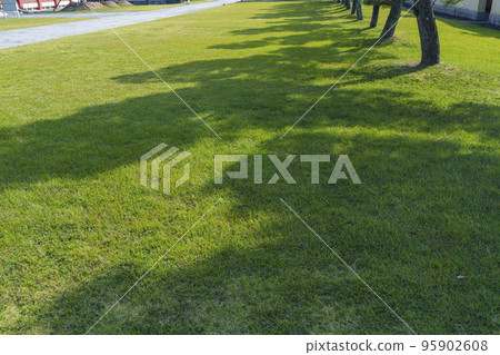 North precincts of Yakushi-ji Temple Pine forest in front of Genjo Sanzo-in Temple 95902608