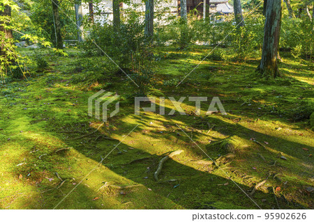 Toshodai-ji Temple: Mossy precincts that resemble a Japanese garden (Gojo-cho, Nara City, Nara Prefecture) Toshodai-ji Temple: Mossy precincts that resemble a Japanese garden (Gojo-cho, Nara City, Nara Prefecture) 95902626