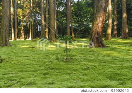 奈良市東招提寺 岩神和城 青苔園 95902643