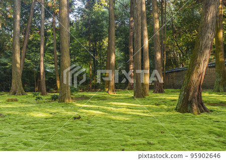 Nara City Toshodaiji Temple Ganjin Wajo Mausoleum Moss Garden 95902646