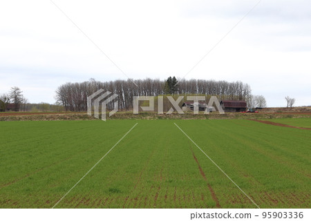 Hokkaido, Tokachi region, old cow barn in pasture field Hokkaido, Tokachi region, old cow barn in pasture field 95903336