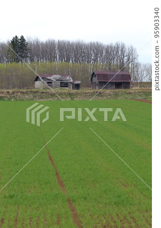 Hokkaido, Tokachi region, old cow barn in pasture field 95903340