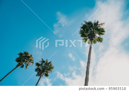 beautiful three green palm trees against blue sky view from below hero shot for travel tropical marketing. retro faded aesthetic analog photogarphy effect 95903518