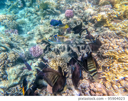 Shoal of differend kinds of the fish -  sailfin tang, Longnose Parrotfish, Picasso trigger, Birdmouth wrasse, Klunzinger's wrasse and other tropical fish swimming at the coral reef in the Red Sea, 95904023