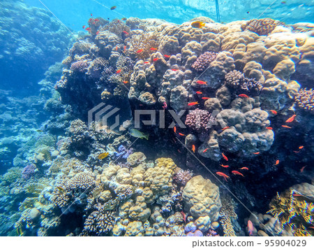 Underwater life of reef with corals, shoal of Lyretail anthias (Pseudanthias squamipinnis) and other kinds of tropical fish. Coral Reef at the Red Sea, Egypt. 95904029