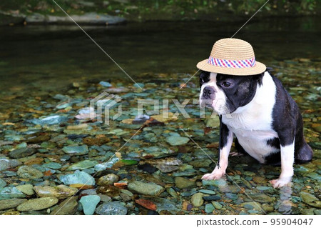 A Boston terrier with a straw hat staring cutely at the shallow waters of the Tokigawa River in Tokigawa Town, a popular spot for playing in the river♡Mighty-kun♡ A Boston terrier with a straw hat staring cutely at the shallow waters of the Tokigawa River in Tokigawa Town, a popular spot for playing in the river♡Mighty-kun♡ 95904047