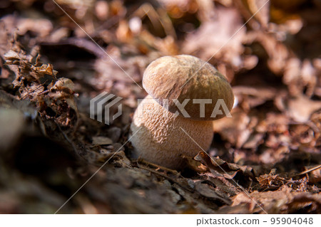 Single Boletus mushroom in the wild. Porcini mushroom grows on the forest floor at autumn season.. Single Boletus mushroom in the wild. Porcini mushroom grows on the forest floor at autumn season.. 95904048