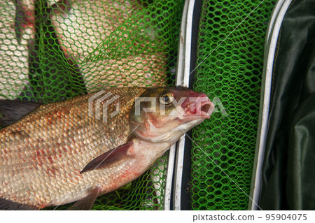 Successful fishing - big freshwater bream fish on keepnet with fishery catch in it.. 95904075