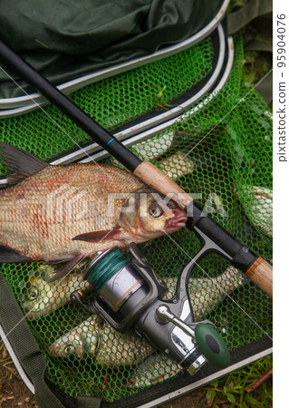 Big freshwater common bream fish and fishing rod with reel on green fishing net.. Big freshwater common bream fish and fishing rod with reel on green fishing net.. 95904076