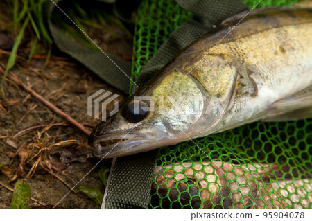 Freshwater zander on keepnet with fishery catch in it.. 95904078