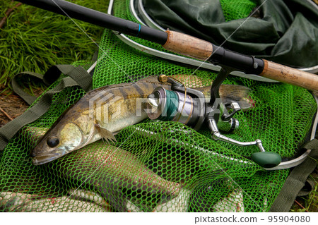 Freshwater zander and fishing rod with reel on keepnet with fishery catch in it.. 95904080