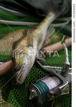 Freshwater zander and fishing rod with reel on keepnet with fishery catch in it.. 95904081