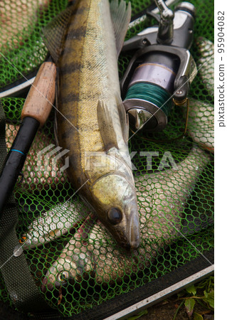 Freshwater zander and fishing rod with reel on keepnet with fishery catch in it.. 95904082