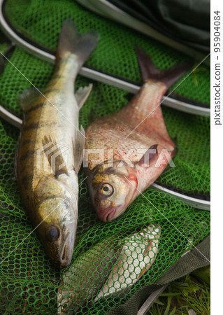 Freshwater zander and common bream fish on keepnet with fishery catch in it.. 95904084