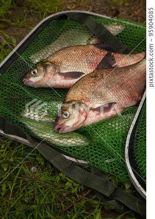 Two big freshwater common bream fish on green fishing net.. 95904085