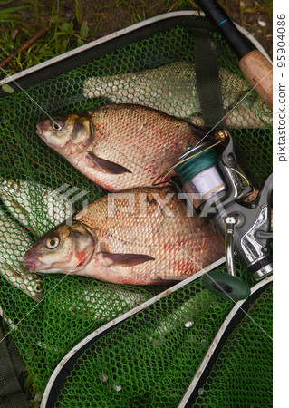 Two big freshwater common bream fish and fishing rod with reel on green fishing net.. 95904086