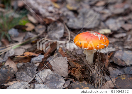 Amanita Muscaria, commonly known as the Fly Fgaric or fly amanita. 95904232