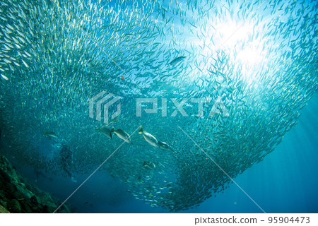 diving inside sardines bait ball underwater diving inside sardines bait ball underwater 95904473