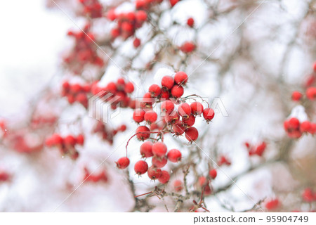 Red berries of viburnum or mountain ash under the snow on a tree 95904749