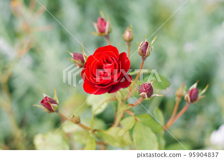 Red flowers spray roses in the summer garden. Flower background Red flowers spray roses in the summer garden. Flower background 95904837