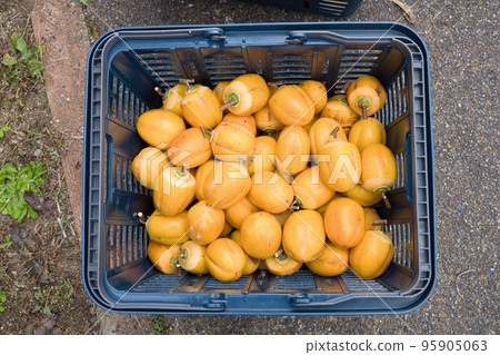 Many Saijo persimmons in a basket for dried persimmons 95905063