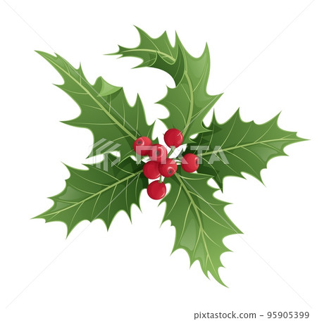 Twig of holly with leaves and berries on white background. Christmas and New Year decoration. Vector illustration of plant elements 95905399