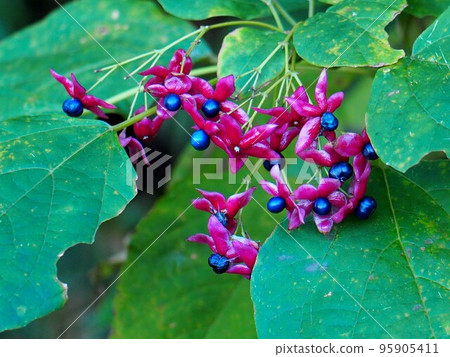 Berries on a branch of a cedar (reddish-purple sepals and blue berries of a stinky tree) 95905411