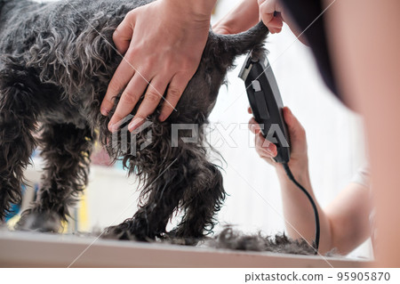 Groomer cutting fur of small black schnauzer Groomer cutting fur of small black schnauzer 95905870