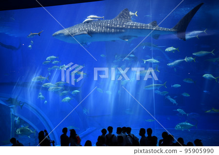 whale shark swimming in aquarium 95905990
